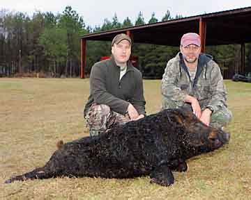 New Year Brings Great South Carolina Hog Hunting - South Carolina ...