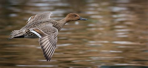 Northern Pintail hen. by Alex McInnis - Photo 133493987 / 500px