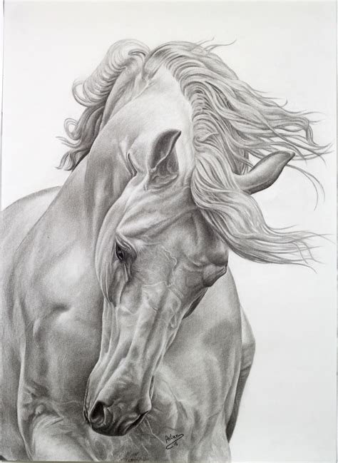 29+ animal pencil drawing artists - PerseusVlado