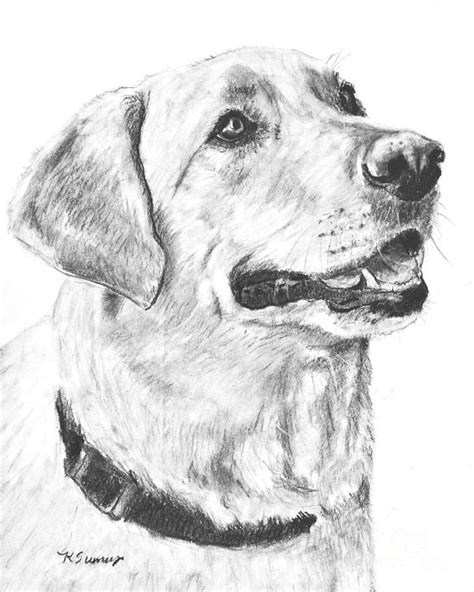 Charcoal Drawing Yellow Lab in Profile by Kate Sumners | Pencil ...