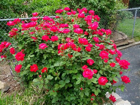 Red Knockout Rose, May 2013 (With images) | Knockout roses, Plants ...