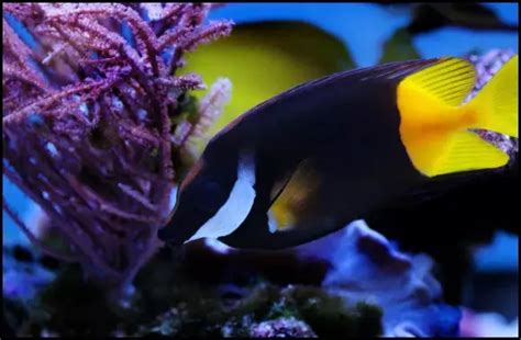 Is the Foxface Reef Safe for your Aquarium? | Connect Fish Friends