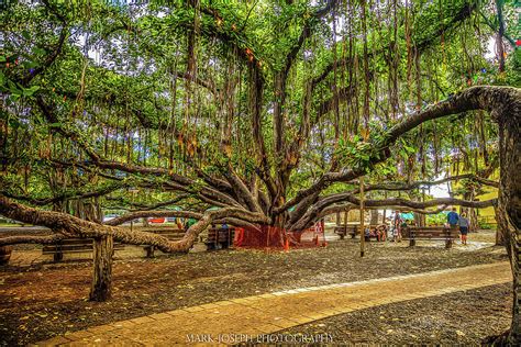 Lahaina Banyan Tree Photograph by Mark Joseph - Fine Art America