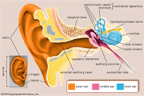 Human ear - Tympanic membrane and middle ear | Britannica