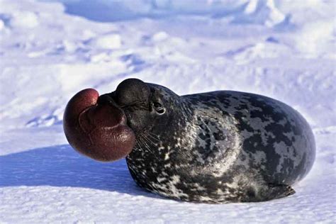 Foca de casco (Cystophora cristata) - barrameda.com.ar