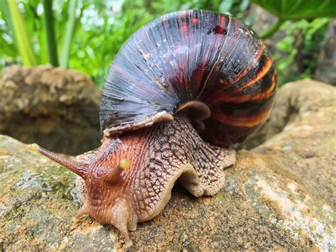 File:Giant African Land Snail.jpg - Wikimedia Commons