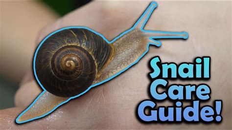 How To Take Care Of A Pet Snail?