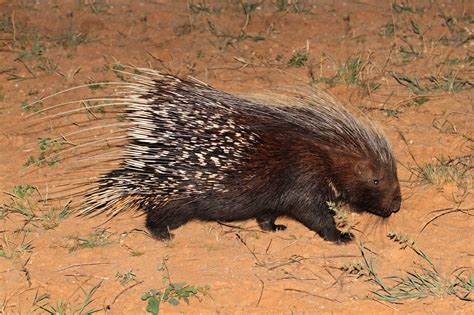 Cape Porcupine - Nature Travel Africa