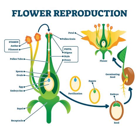 3D Flower Model - Plant Science