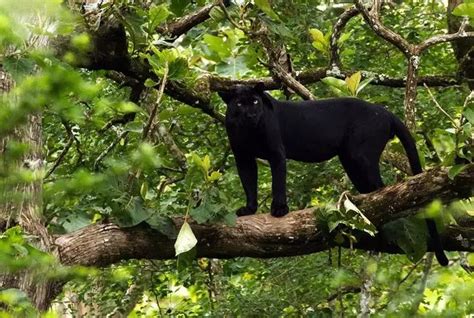 Black Panther Hunting Prey