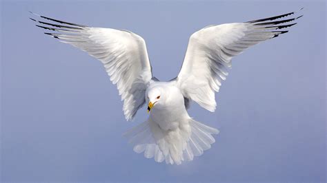 Photos Of Birds In Flight