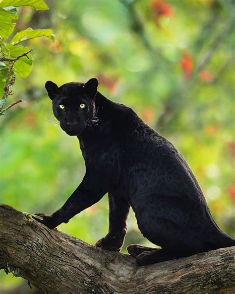 Rainforest Animals Black Panther Facts | RAINFOREST ANIMAL