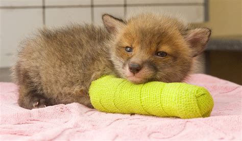 Aww! Fox cub in a cast melts hearts