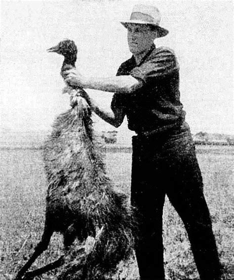 Emu War - Simple English Wikipedia, the free encyclopedia