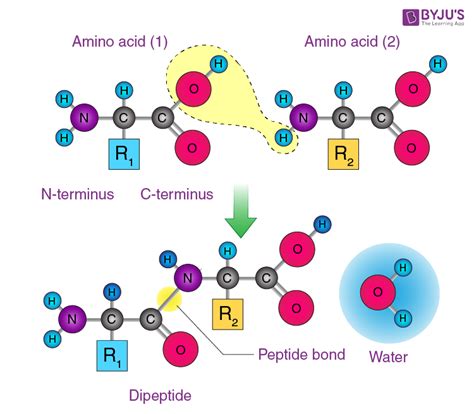 Peptide Bond - Definition, Formation, Structure, Examples