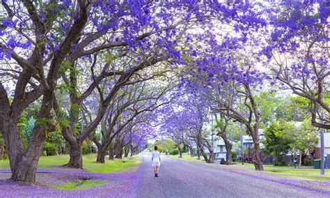 Jacaranda Season - matagrande.al.gov.br