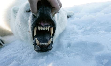 A day in the life of a polar bear researcher | WWF