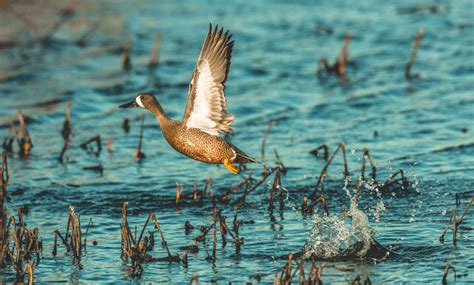 Blue-Winged Teal – A Waterfowl Species Profile - Endless Migration