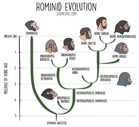 Origin of Clothing of Early Hominids: Who Invented & Why Wear?