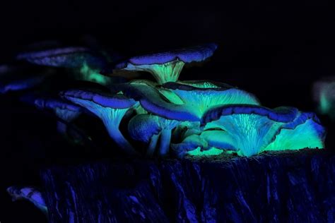 Glowing mushrooms on NSW South Coast captivate…