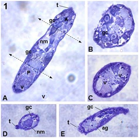 (A) Longitudinal section of the sporocyst medial plane showing the main ...