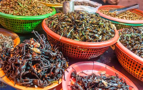 Calls for Regulatory Approval of Edible Insects | The Regulatory Review