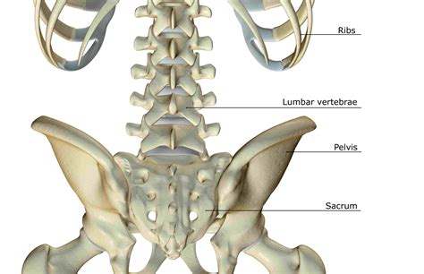 Anatomía espinal que incluye la apófisis transversa y la lámina ...