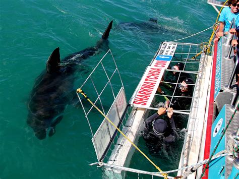 Great White Shark Cage Diving Cape Town:Experience The Ultimate Thrill