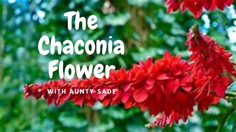 National Symbols Series : The Chaconia Flower || Fri 27/5/22. - YouTube