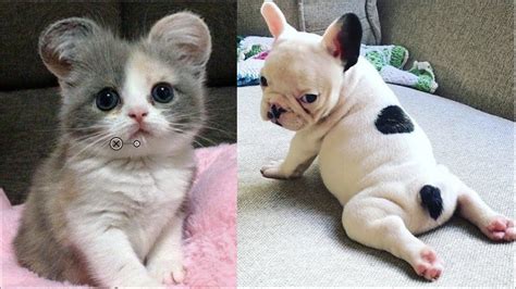 Can Dogs Have Babies With Cats