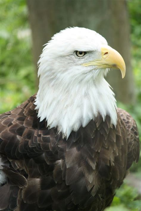 Bald Eagle@ The Potter Park Zoo In Lansing,Michigan | Bald eagle, Eagle ...