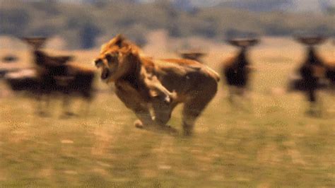 Fast Lion Running GIF - UINona GIFs