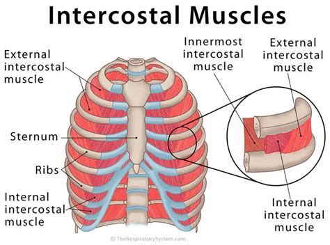 Intercostal Muscles Labeled