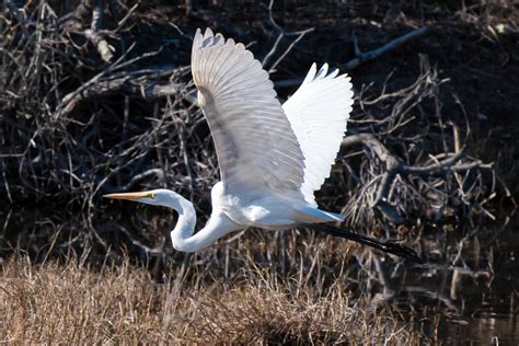 Aransas National Wildlife Refuge - Tim & Shannon L.T.D.