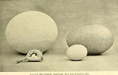 Category:Casuarius casuarius eggs - Wikimedia Commons