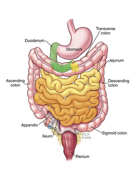 Large Intestine Diagram For Kids - Diagram Media