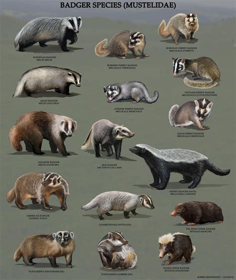 All Badger Species by RobbieMcSweeney on DeviantArt | Animal facts ...