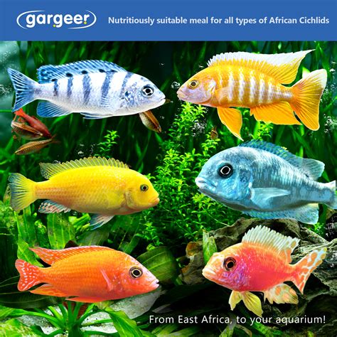 African Cichlids