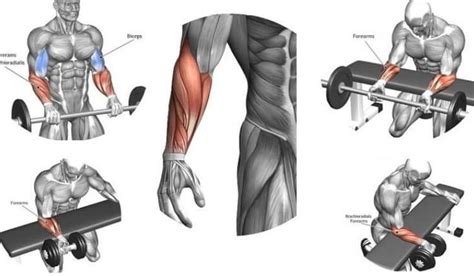 The Best Exercises For Massive Forearm - GymGuider.com The Best ...