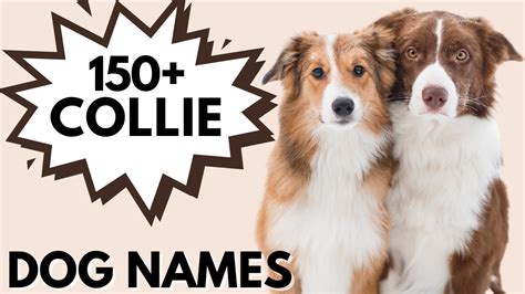 150+ Border COLLIE Names | Best Male and Female Collie Dog Names - YouTube