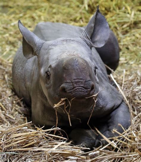 Adorable baby black rhino becomes 40th born at Kent wildlife reserve ...