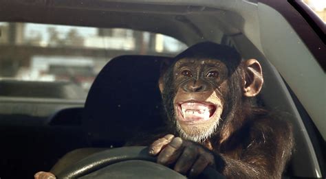 Car-Vid Classics: Trunk Monkey - Driven Car Guide