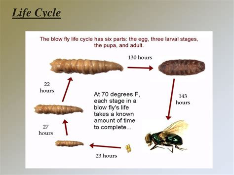 Blow or Flesh flies. - ppt download