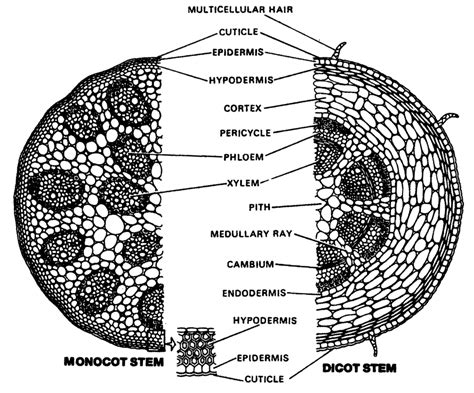 Cambium Root