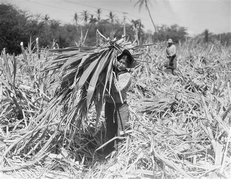 Japanese Cutting Sugar Cane On Maui Photograph by Bettmann