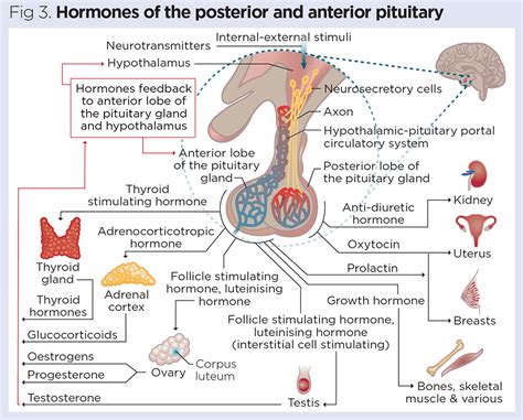 Hypothalamus Hormones