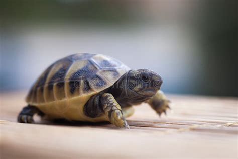 Little turtle walk ahead stock photo. Image of endangered - 64365572