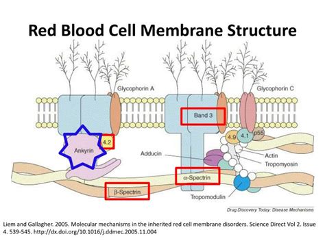 Red Blood Cell Membrane Structure