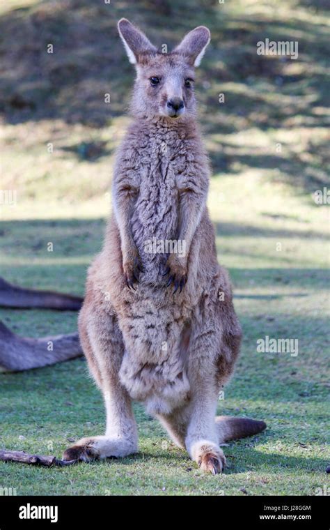 Australien, Tasmanien, Tasmanian Devil Conservation Park, Känguru ...