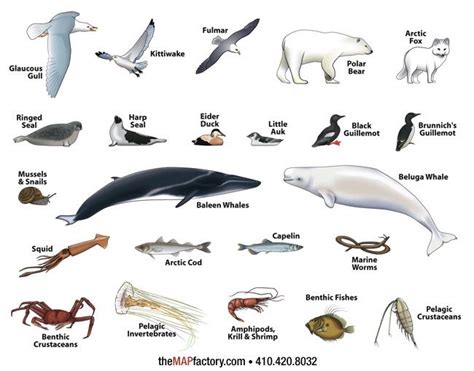 North pole animals, Antarctic animals, Animals